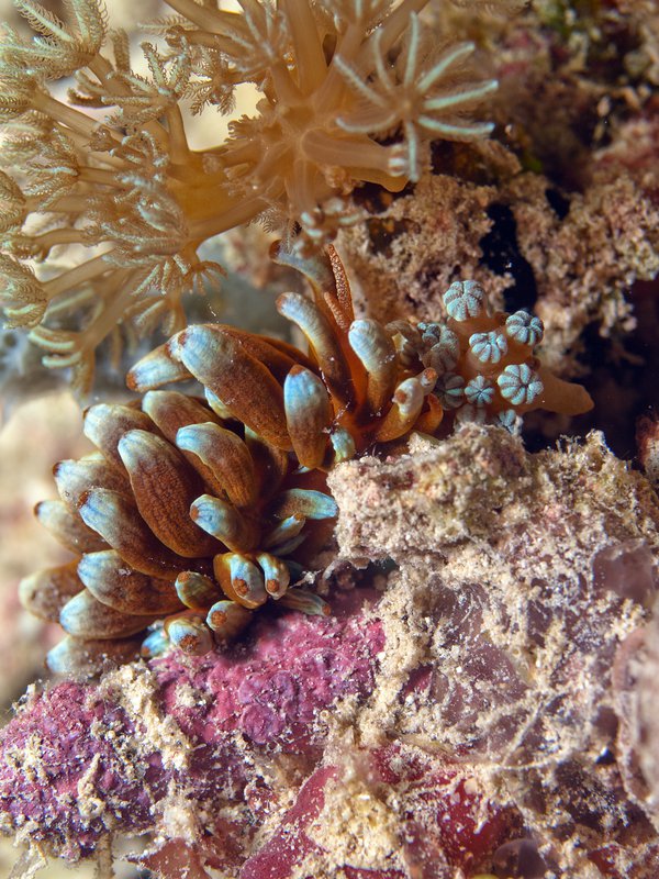 Nudibranch, Bounty